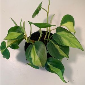 Rare! Philodendron Brazil (Rio Silver Streak)